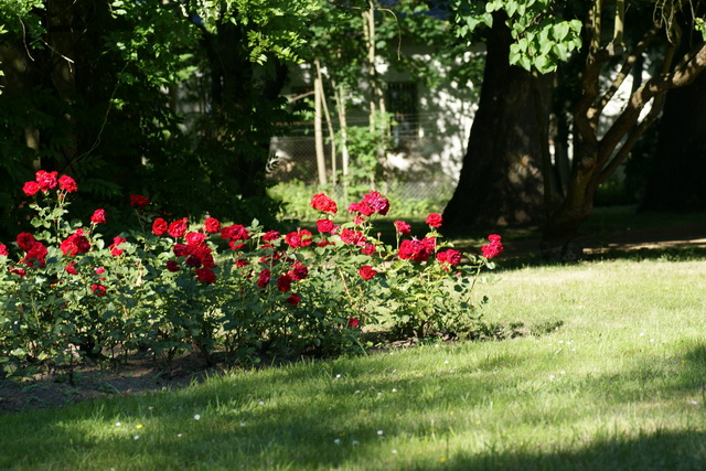 DSC05354