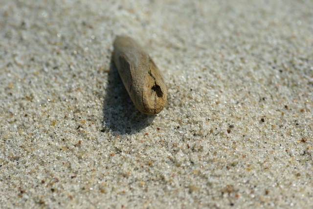 DSC04459