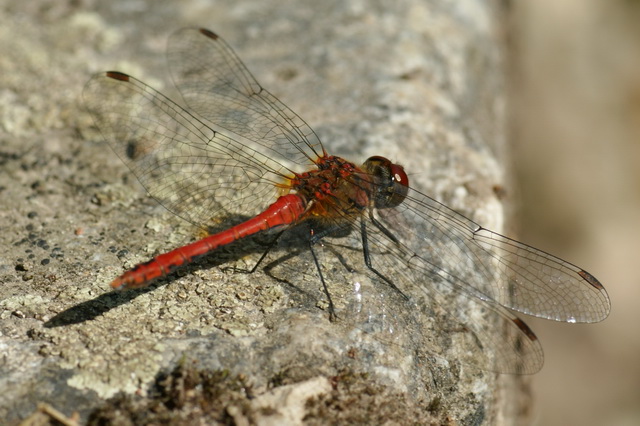 DSC06041