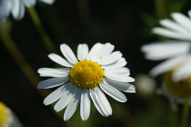 Dsc09607