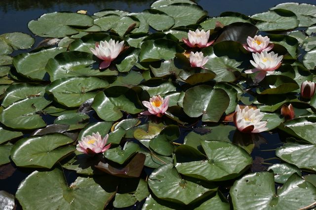 DSC01458
