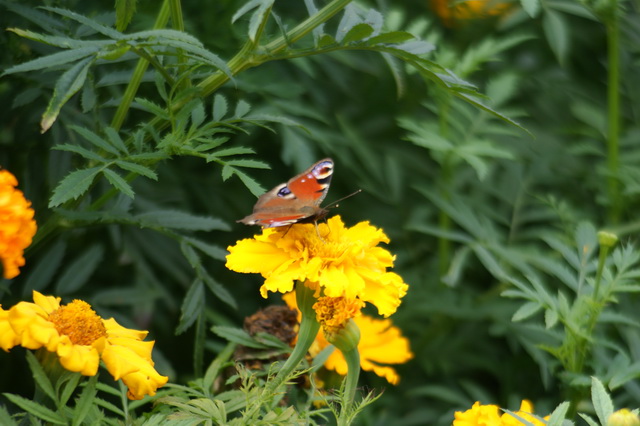 DSC03921