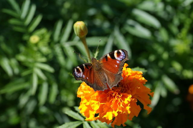 DSC04050
