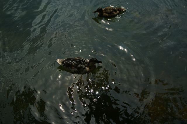 DSC03777