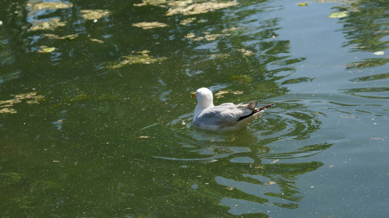 DSC00499