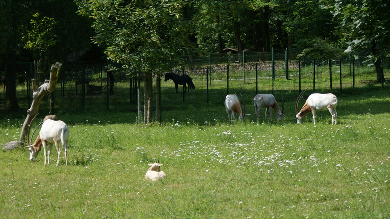 DSC02531 resize