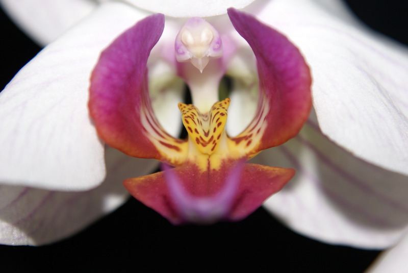 Flora