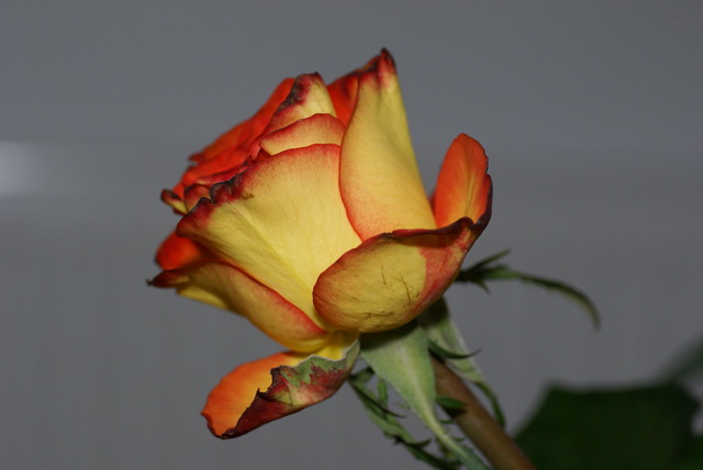DSC02664