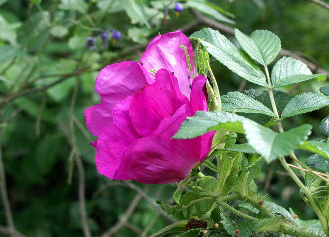 DSC04870