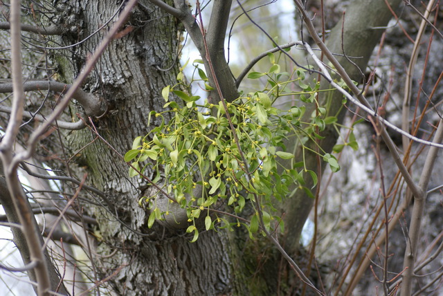 DSC04030