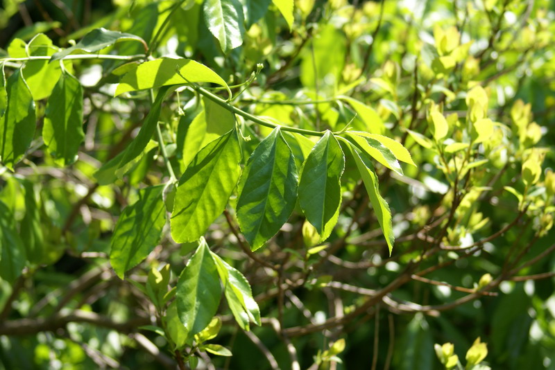 DSC00184