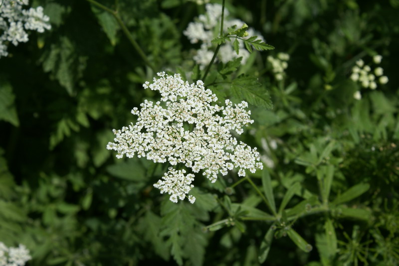 DSC00457