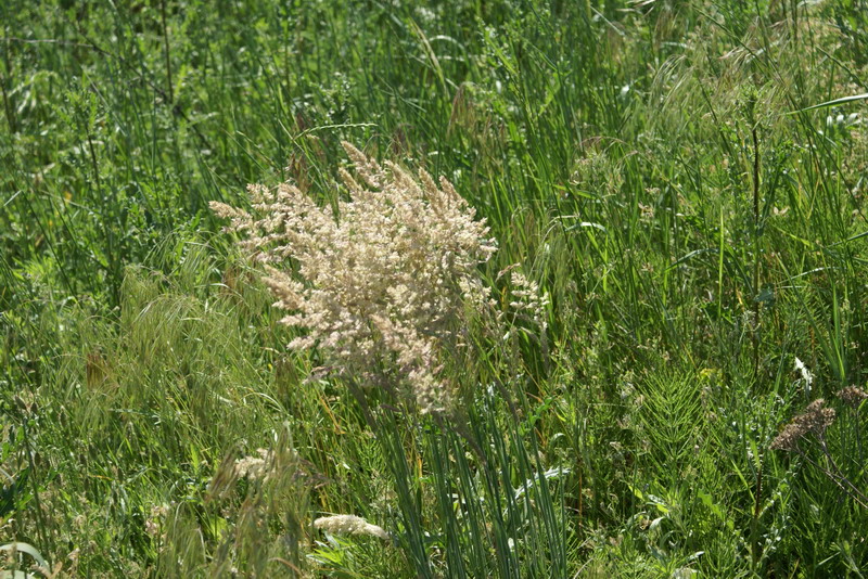 DSC00484