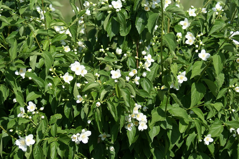 DSC00528