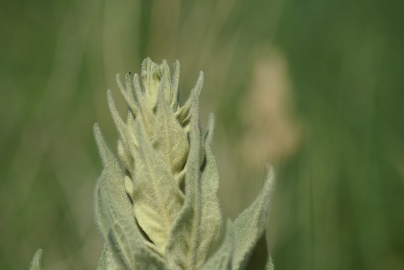 DSC00529