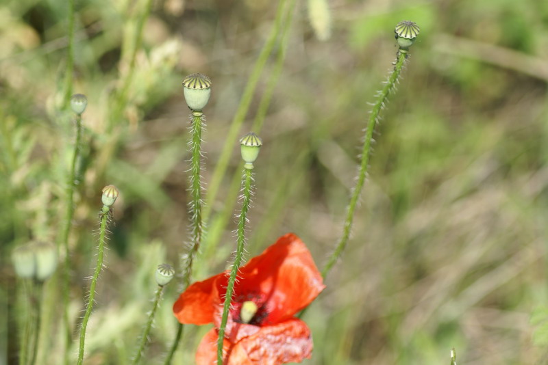 DSC00533